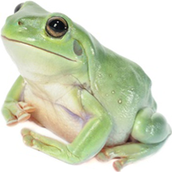 White's Frog Standard